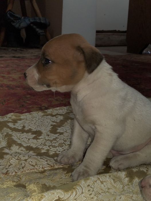 Pui de Jeck Russell disponibili