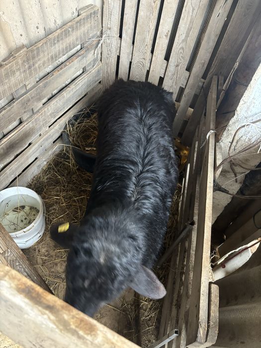 Қошқар сатылымда