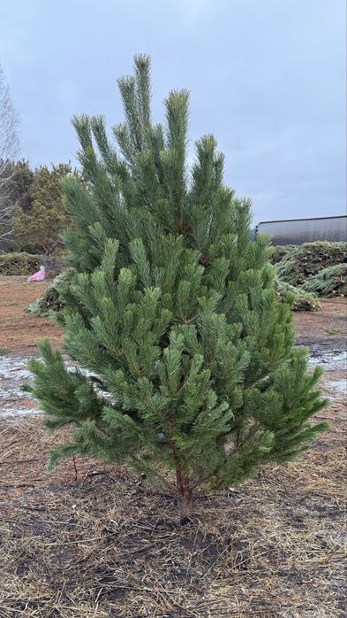 Елка новогодняя, сосна