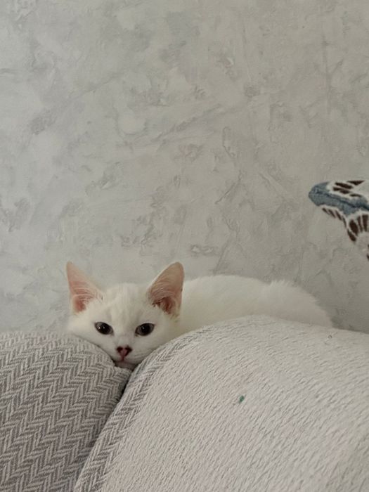 Отдам котенка в добрые руки