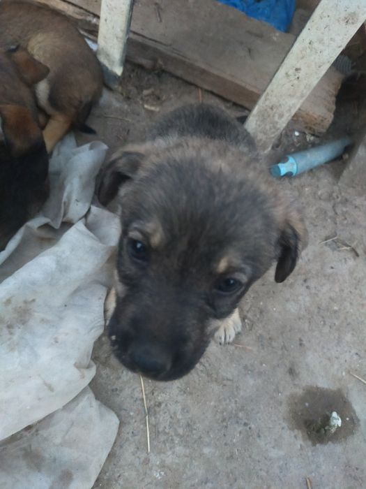 Отдам щенков в добрые руки