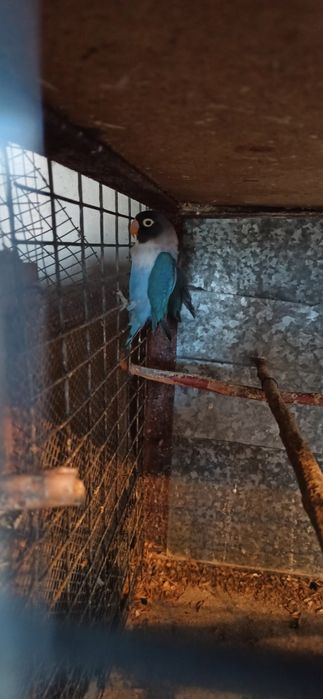 Попугай  молодые