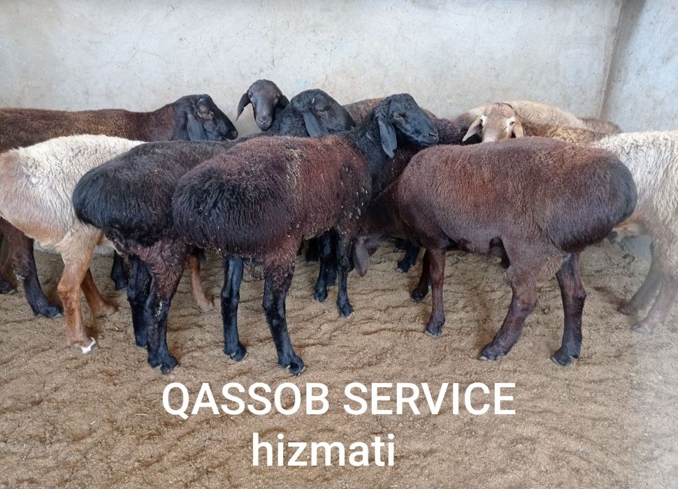 Qassob service hizmati