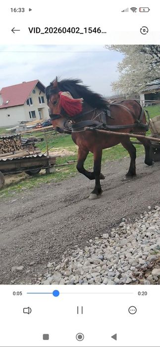 Vând Mânz de 2 ani