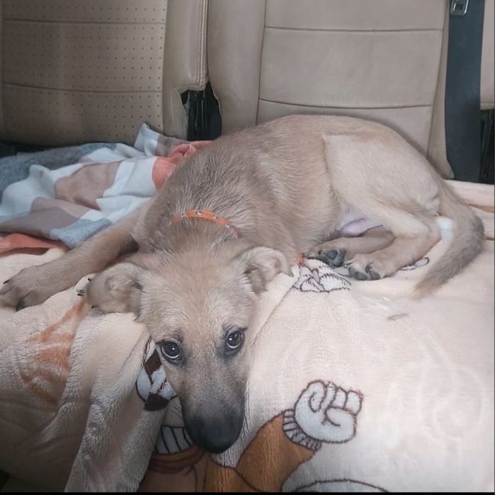 Щенок, три месяца, ищет дом