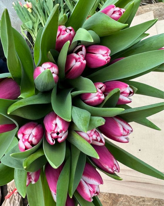 Тюльпаны оптом доставка