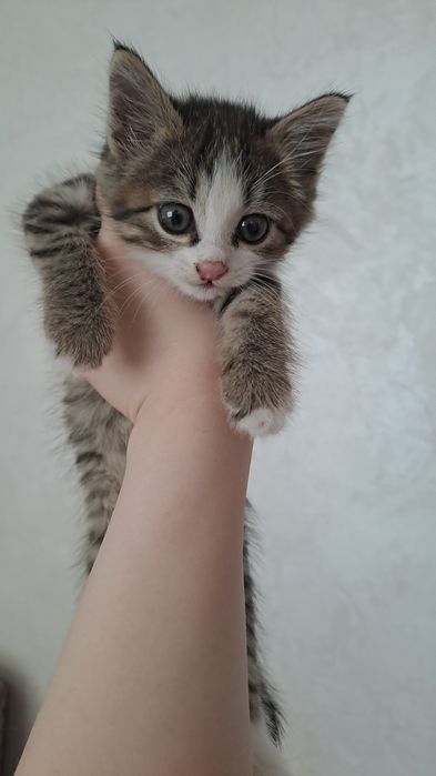 Отдам котёнка в добрые руки