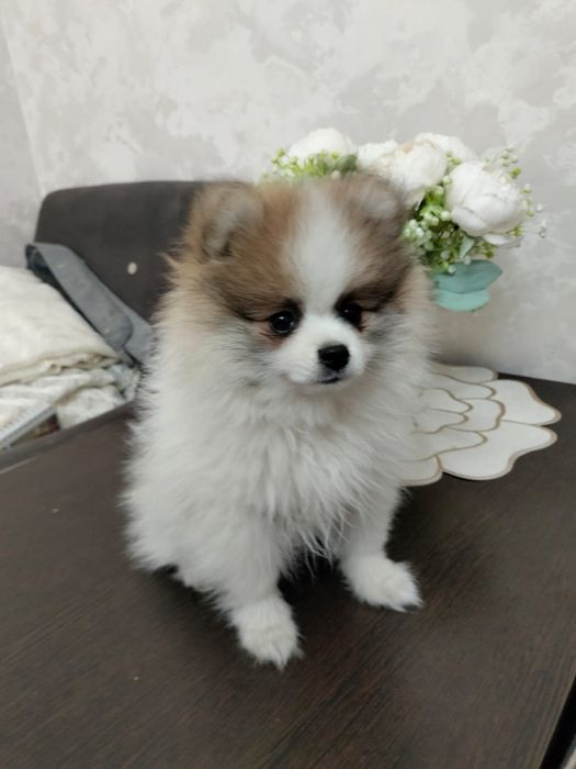 Продам щенка немецкий шпиц