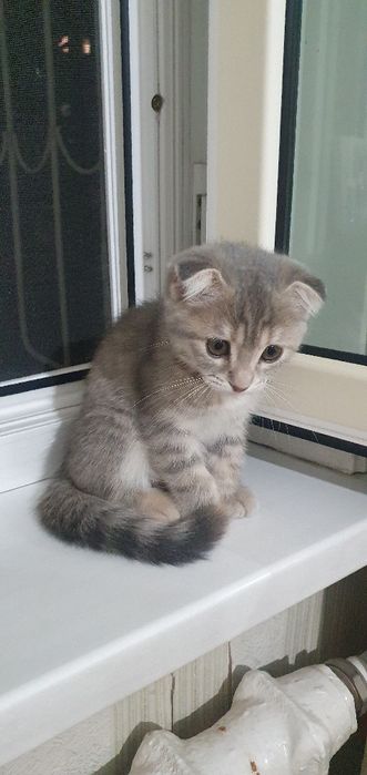 Кошка Скоттиш Фолд