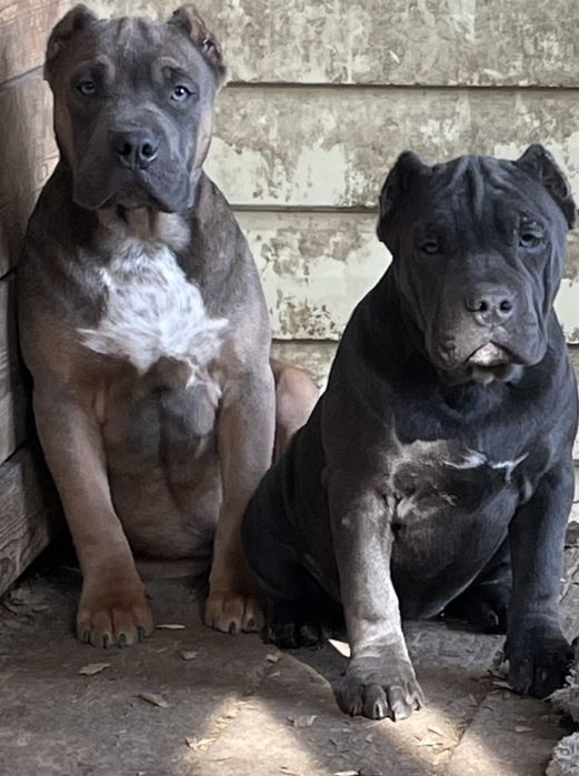 Щенки американский булли