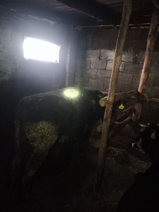 Продам бычков упитанные