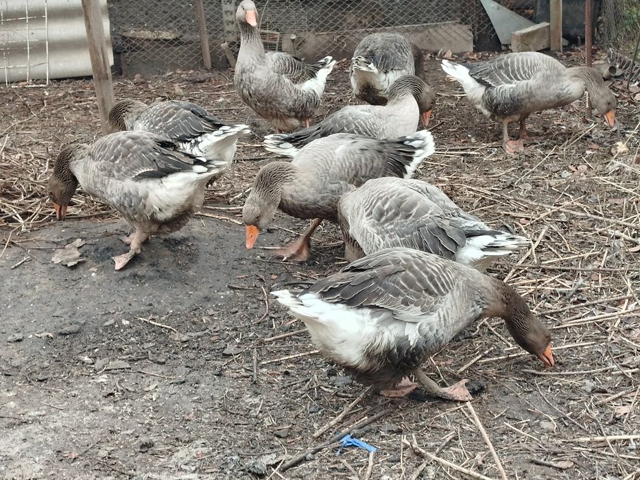Гуси живые, откормленные!