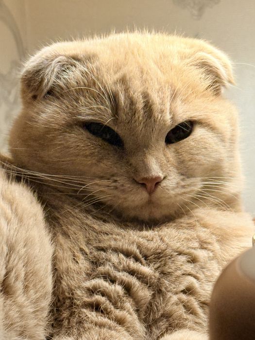 Кошка вислоуха Scotland