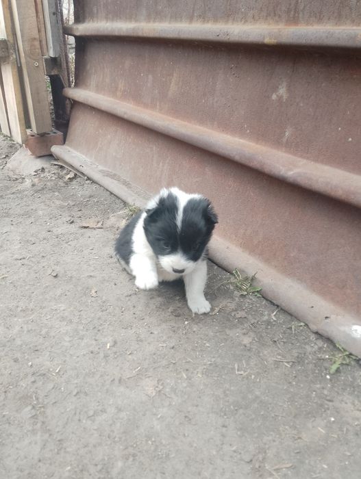 Щенята подкидыши