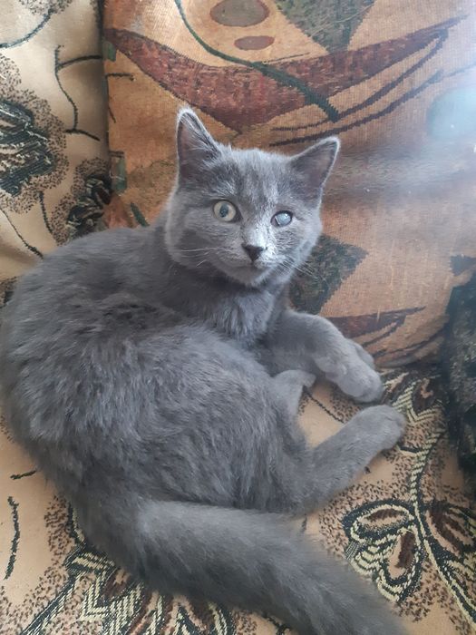 Кошечки стерилизованные