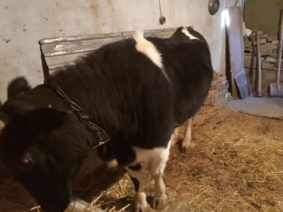 Продам корову  срочно