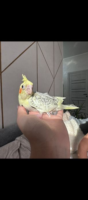 Птенец кореллы мальчик