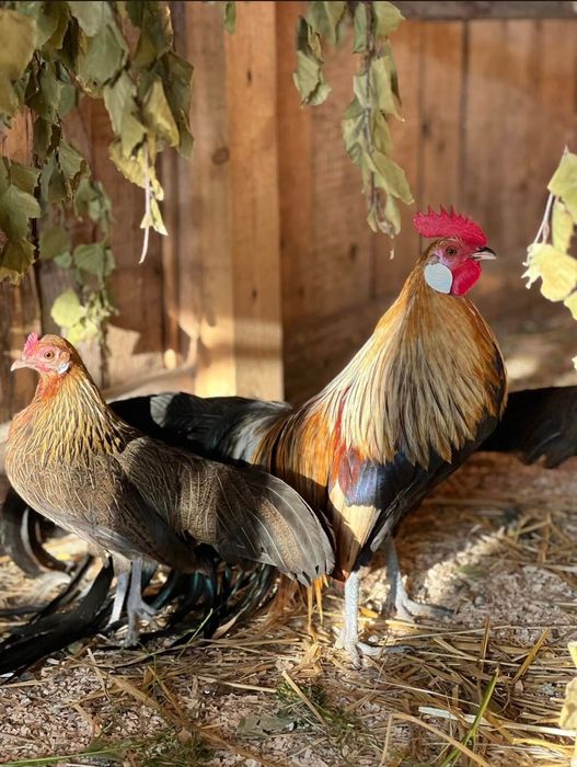 Phoenix pitic mature