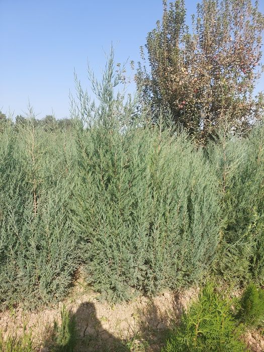 Можжевельник — оптом с собственного поля!