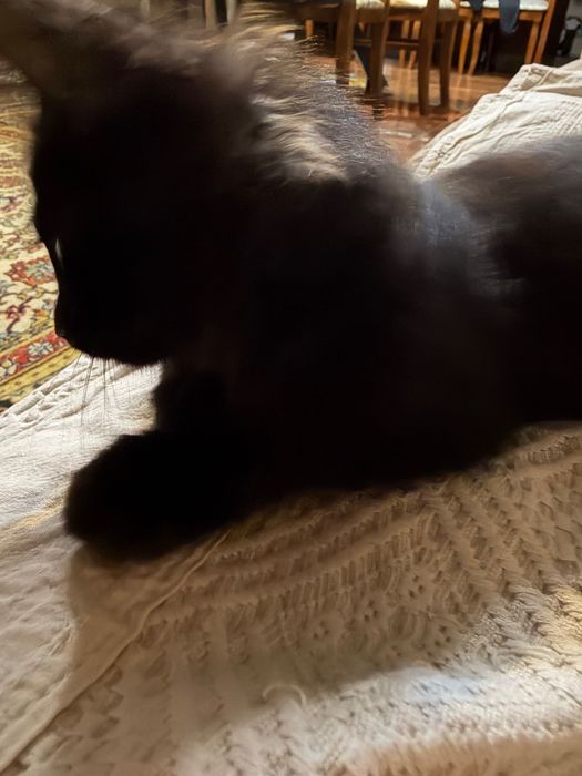 Отдам котенка мальчик