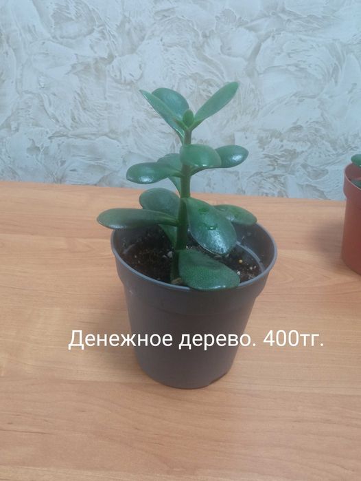 Продам комнатные цветы