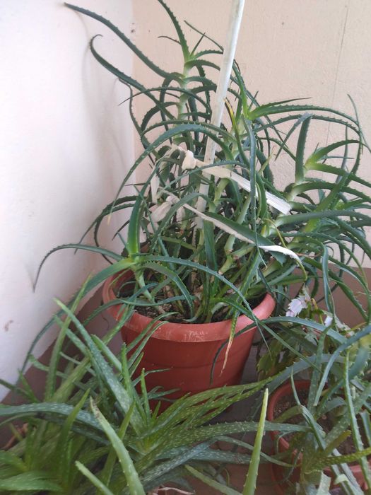 Алое барбаденсис  и Алое арборесценс