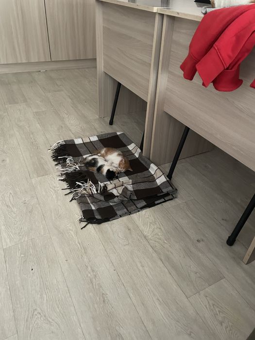 Отдам котят в доьрые руки