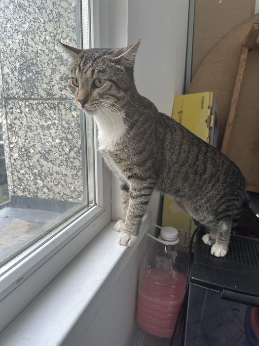 Отдам кота красавчика