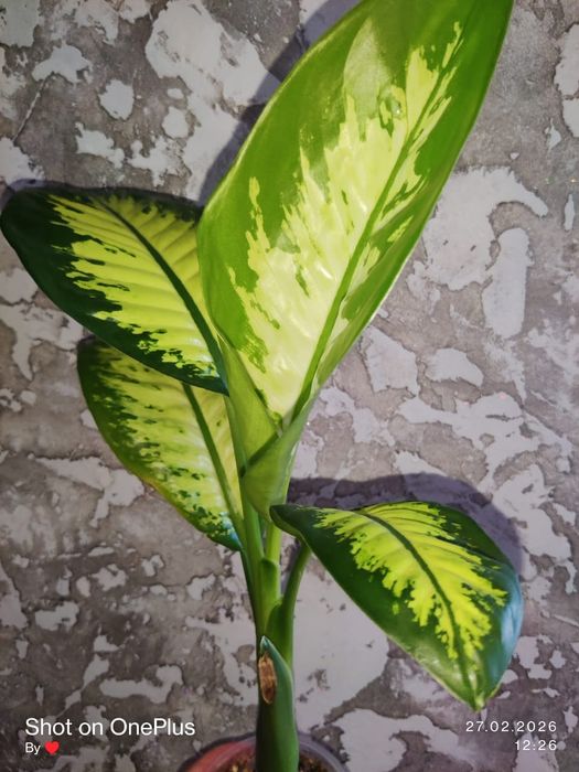 Диффенбахия Тропик Сноу