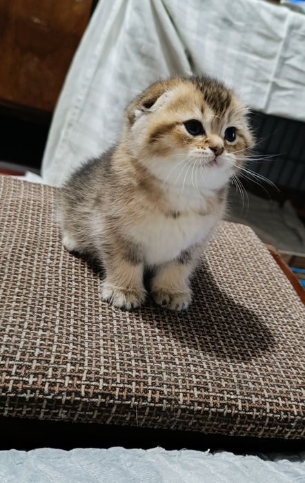 Продам котят скотиш фолд и страйт