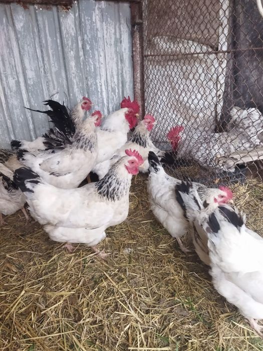 Продам куры домашние