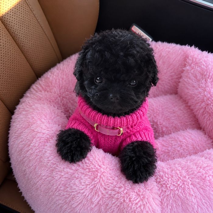 Pudel caniche mini toy negru, mascul, 8 săptămâni