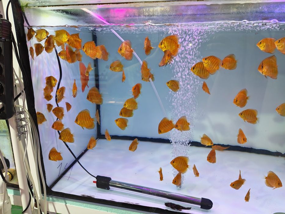 Дискуси-малки риби.