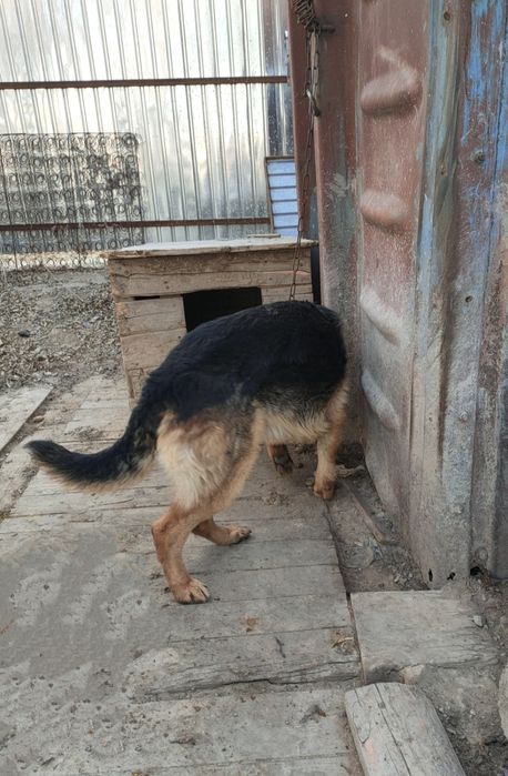 Продажа немецкая овчарка