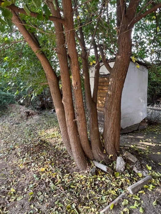 Тұт ағашы (тутовре дерево, шелковица)