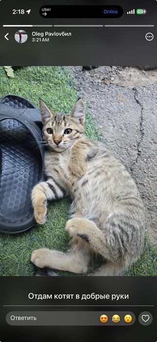 Отдам котят в добрые руки