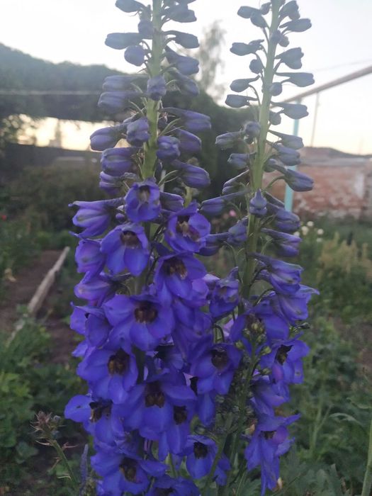 Флоксы многолетние, метельчатые