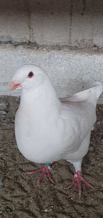 De vânzare cauta casă noua