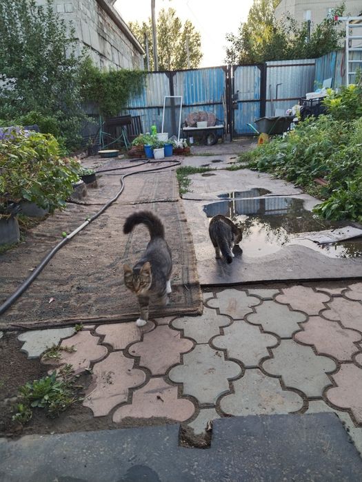 Отдам котят в хорошие руки.