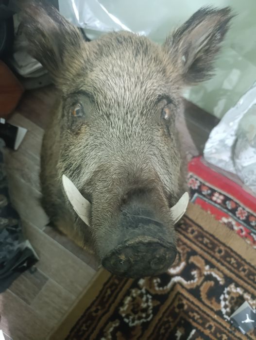 чучело кабана и антилопы