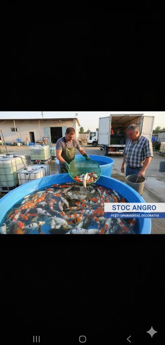 Pești ornamentali pentru populare