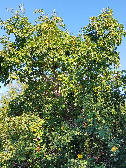 Продам дачу в черте города (район гипермаркет Анвар)