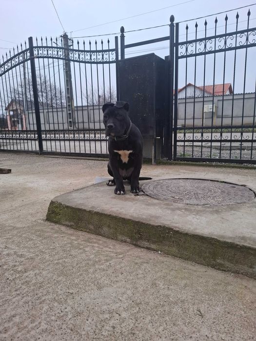 Caini amstaff de vanzare