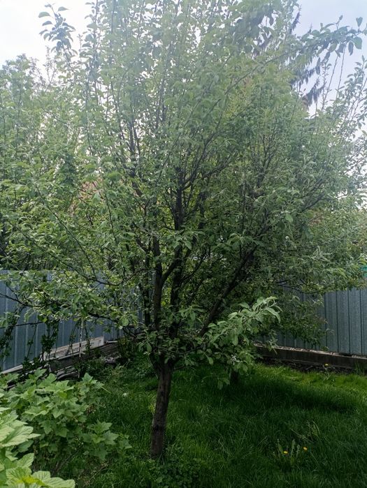 Продам яблони .2 -ствола 10 лет. 1-5 лет.