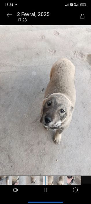 Alabay bolasi sotiladi