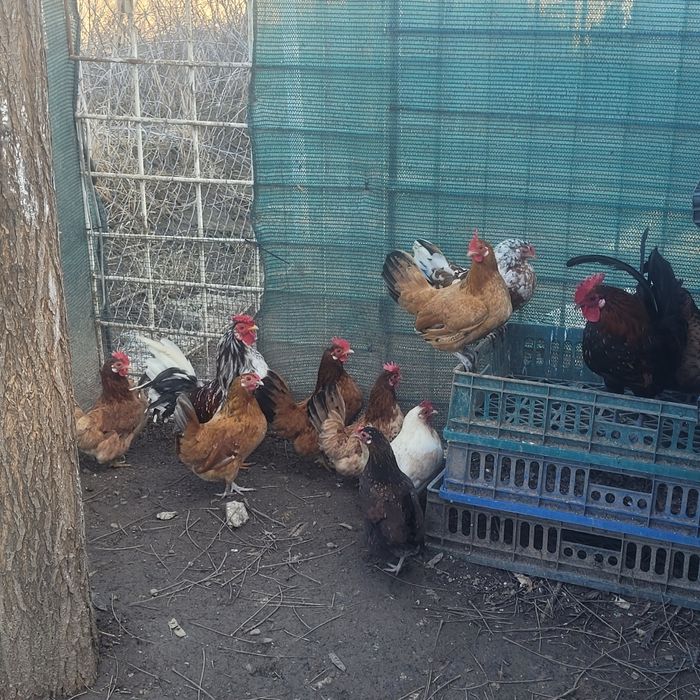 Gaini pitice  mii de flori