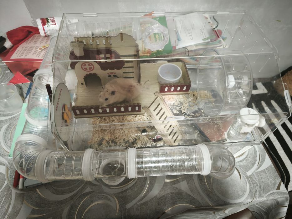 хомяк сибирский.