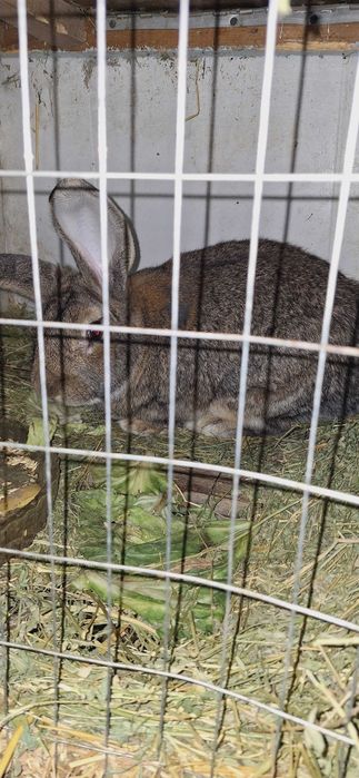 Продаются кролики молодые по 70 000 сум а великан отец 600 000 тысяч с