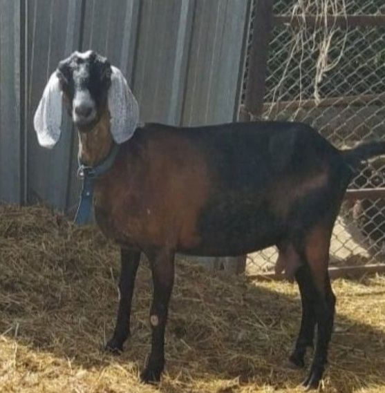 Продается англонубийская коза