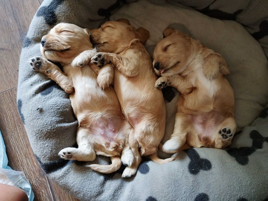 Чистокръвни Кокер шпаньол